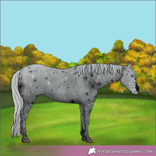Horse Color:ERROR: UNKNOWN ANOMALY