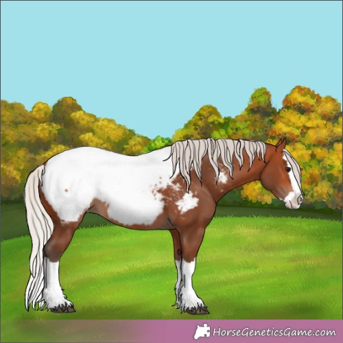 Horse Color:Silver Brown Splash Appaloosa 
