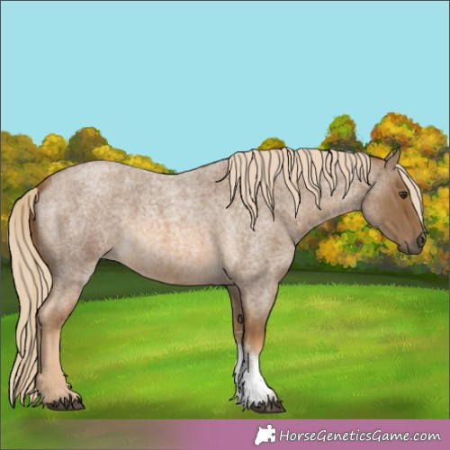 Horse Color:Chocolate Palomino Roan Sabino 