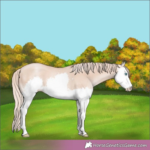 Horse Color:Gold Champagne Pearl Splash 