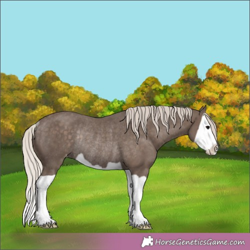Horse Color:Silver Black Splash Appaloosa Rabicano 