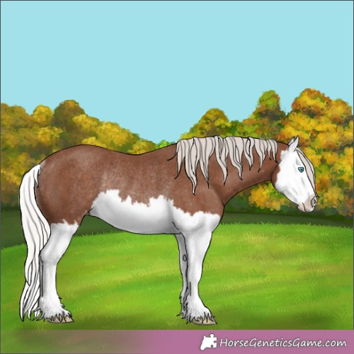 Horse Color:Silver Black Splash Appaloosa Rabicano 
