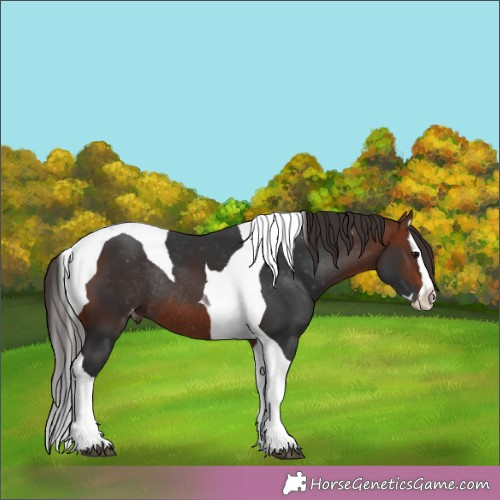 Horse Color:Bay Splash Tobiano Appaloosa Rabicano 