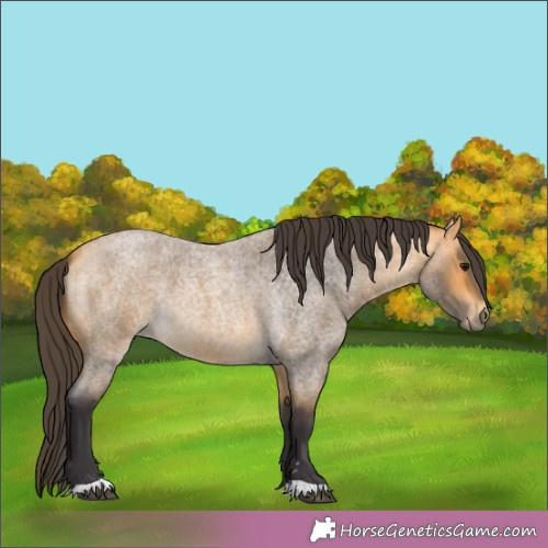 Horse Color:Buckskin Roan 