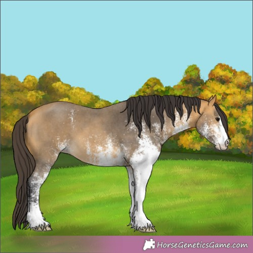 Horse Color:White Spotted Buckskin 