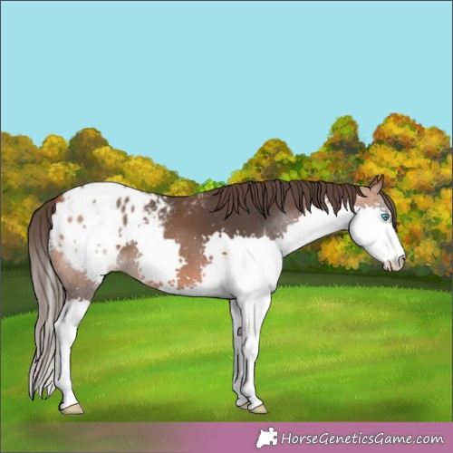 Horse Color:Brown Splash Appaloosa 