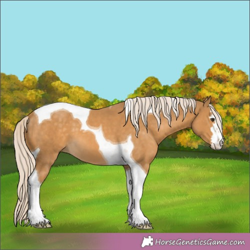 Horse Color:Palomino Tobiano 