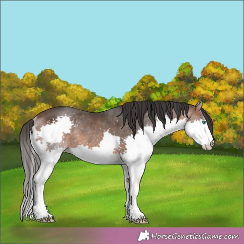 Horse Color:Brown Splash Rabicano 
