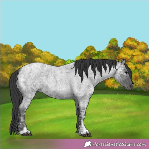 Horse Color:Blue Ice Roan 