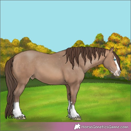 Horse Color:Sable Champagne Splash Appaloosa 