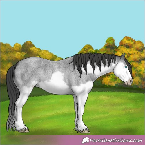 Horse Color:Blue Roan Splash Frame 