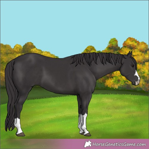Horse Color:Smoky Black 