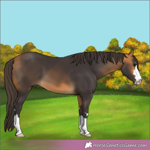 Horse Color:Buckskin 