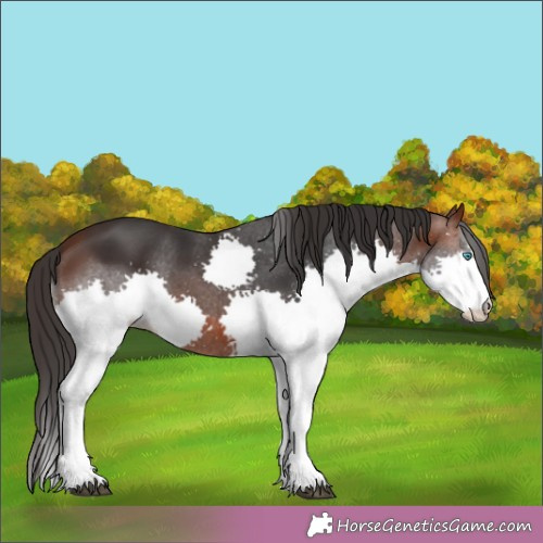 Horse Color:Brown Splash 
