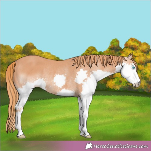 Horse Color:Chestnut Splash Rabicano 