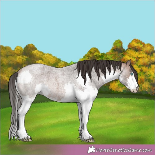 Horse Color:Bay Roan Splash 