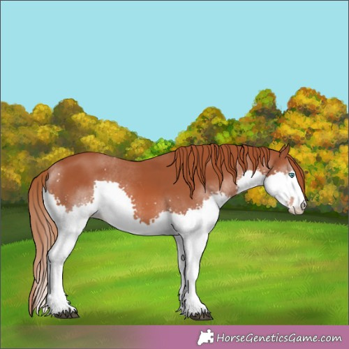 Horse Color:Chestnut Splash 