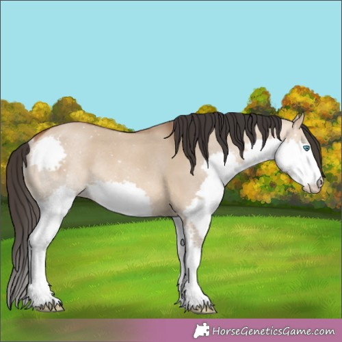 Horse Color:Bay Dun Splash Rabicano 