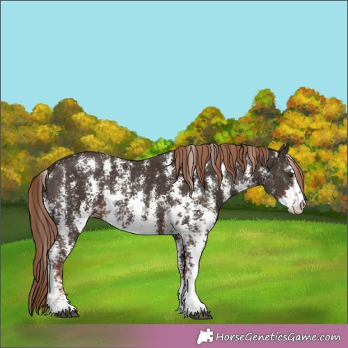 Horse Color:Liver Chestnut Sabino 