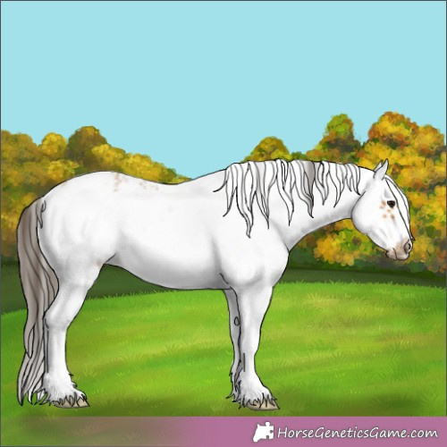 Horse Color:White Spotted Buckskin Frame 