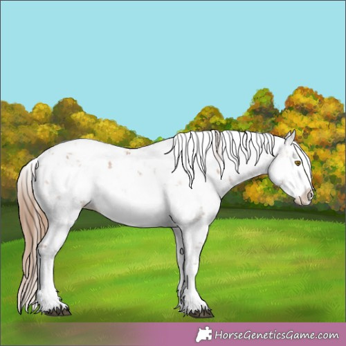 Horse Color:Brown Pearl Sabino Splash 
