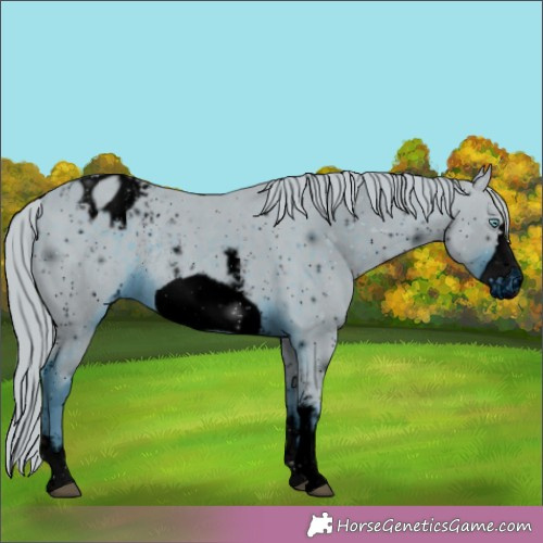 Horse Color:ERROR: UNKNOWN ANOMALY