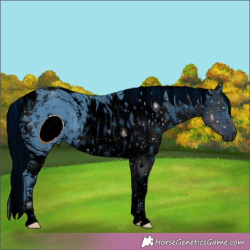 Horse Color:ERROR: UNKNOWN ANOMALY