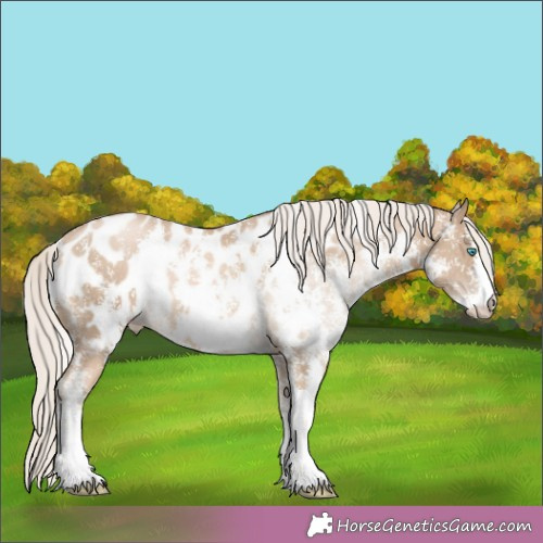 Horse Color:Chocolate Palomino Pearl Sabino Appaloosa Rabicano 