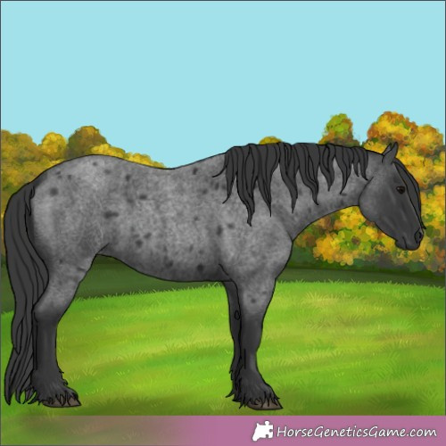 Horse Color:Blue Roan 