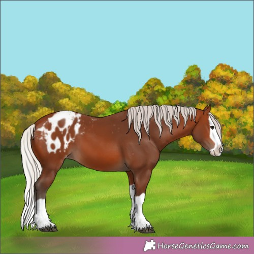 Horse Color:Silver Brown Splash Appaloosa 