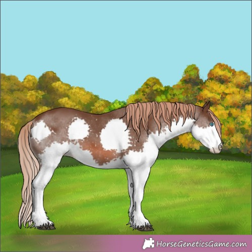 Horse Color:Liver Chestnut Splash 