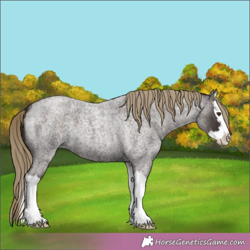 Horse Color:Liver Red Roan Splash 
