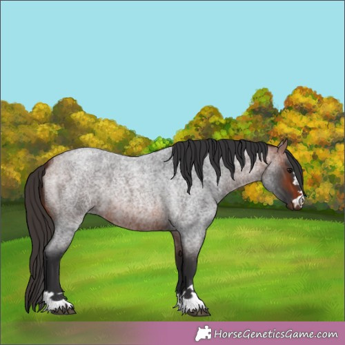 Horse Color:Bay Roan 
