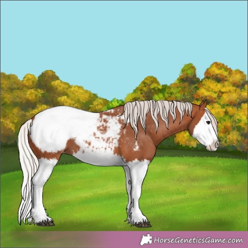 Horse Color:Silver Brown Splash Appaloosa 