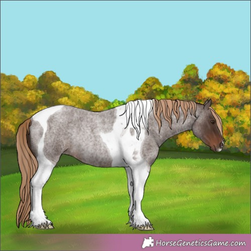 Horse Color:Liver Red Roan Tobiano Rabicano 