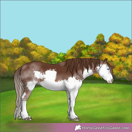 Horse Color:Liver Chestnut Splash 