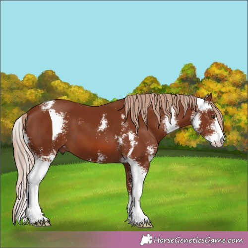 Horse Color:Chestnut Sabino 