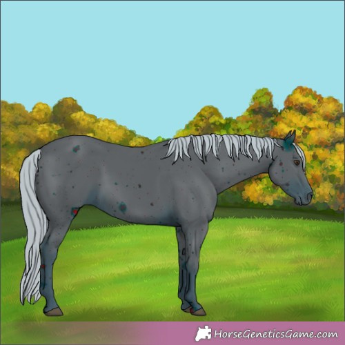 Horse Color:ERROR: UNKNOWN ANOMALY