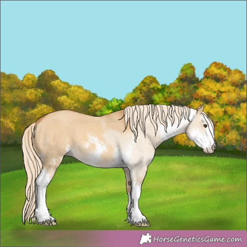 Horse Color:Palomino Dun Sabino 