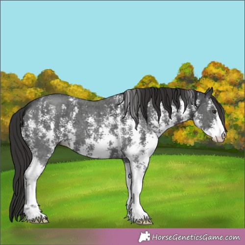 Horse Color:Liver Chestnut Sabino 