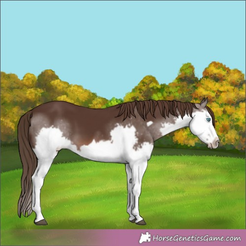 Horse Color:Liver Chestnut Splash Frame 