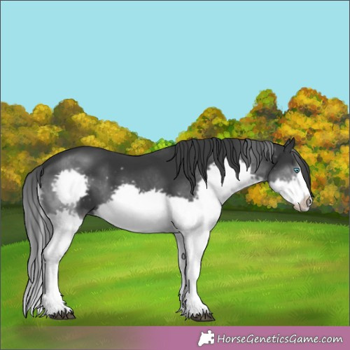 Horse Color:Black Splash Frame 