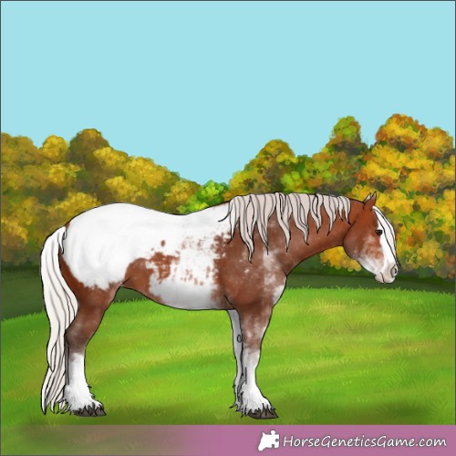 Horse Color:White Spotted Silver Brown Splash Appaloosa 