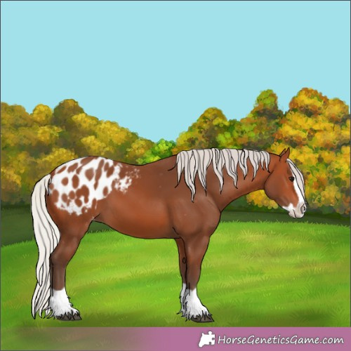 Horse Color:Silver Brown Splash Appaloosa 