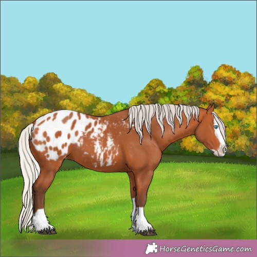 Horse Color:Silver Bay Splash Appaloosa 