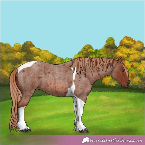 Horse Color:Red Roan Tobiano 