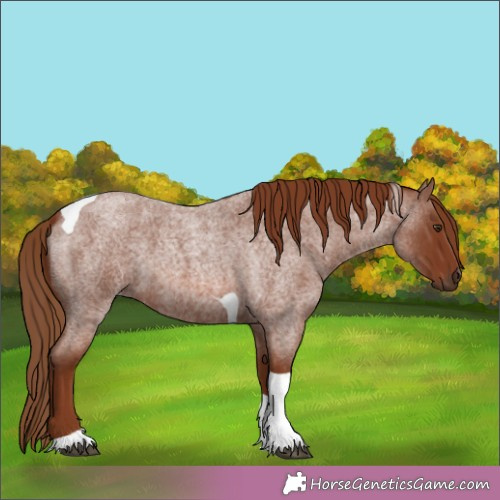 Horse Color:Red Roan Tobiano 