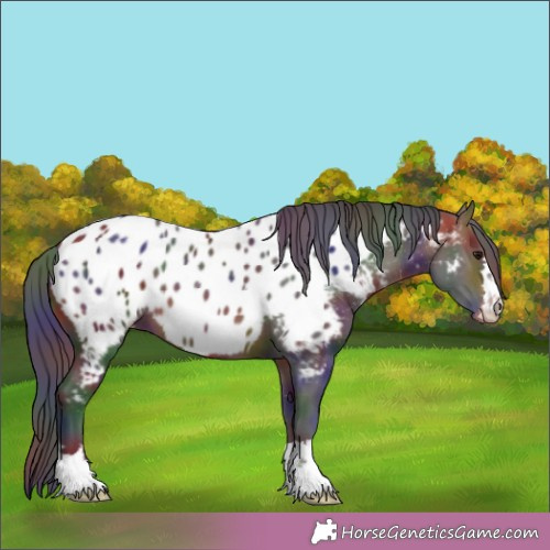 Horse Color:Nacre Bay Appaloosa 