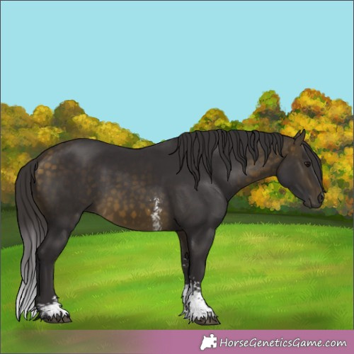 Horse Color:Buckskin Sabino 