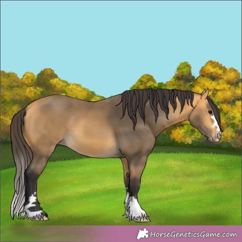 Horse Color:Buckskin 